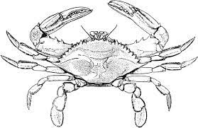 Desene De Colorat Cu Raci Crab Clipart Blue Crab Crab Tattoo