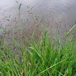 Image result for Urochloa semiundulata