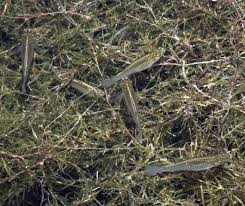 Bagi membiakkan ikan guppy, induk ikan jantan dan induk ikan betina diperlukan. 2021 Kenali Ikan Guppy Longkang Di Malaysia Info Ikan Guppy Ikan Hiasan Terkini