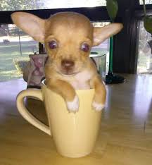 The term being coined in reference to the dog being able to fit into a teacup. Tiny Cup Chihuahua Abpetrol Com Tr