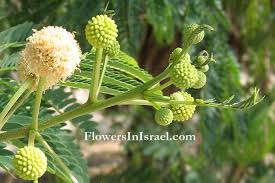 Image result for Acacia gerrardii