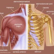 Upper back pain is most commonly caused by muscle irritation or tension, also called myofascial pain. Mid Back Muscle Anatomy Human Anatomy