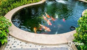 Cara menetaskan telur ikan mas, dapat anda lakukan sebagai berikut: Tips Memilih Cat Kolam Ikan Dan Cara Pemakaiannya Yuk Pelajari