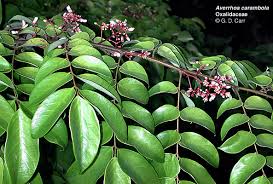 Image result for Oxalidaceae