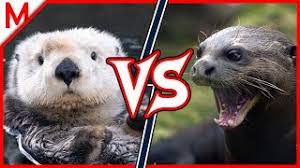 This species is one of the most common mammals. Sea Otter Vs Giant Otter Animal Battle Great White Vs Saltwater Crocodile Winner Youtube