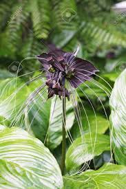 As exotic as it may look, the bat plant is not a difficult plant to grow. Black Bat Flower Or Tacca Chantrieri In The Garden Stock Photo Picture And Royalty Free Image Image 40835254