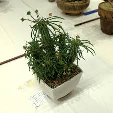 Image result for Euphorbia stenocaulis