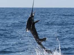 While A Number Of Grander Black Marlin Have Been Caught Over The Years Off Northeastern Australia This Catch Off The West Coast Marks Blue Marlin Marlin Pound