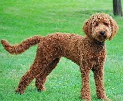 We will also dig deeper into the different sized labradoodle vs goldendoodle and the three. Pin On Doodles