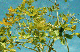 Image result for Stereospermum kunthianum