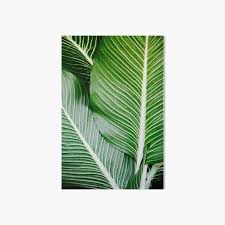 Printable Leaf Palm Printable Palm Leaf Palm Leaf Printable Palm Leaf Poster Palm Leaf Wall Art Palm Tree Wall Print Art Board Print By Posterartprints Redbubble