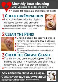 Pin On Tgpc Guinea Pig Health Posters