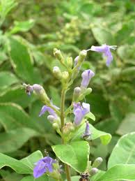 Image result for Vitex trifolia