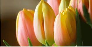 For the import of flowers and plants from the netherlands to worldwide do you want to start importing fresh flowers from holland right away? Pin On Yard Garden Houseplants Ii
