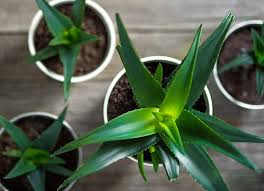 From a distance, it looks more like an overgrown aloe plant than a tree. Complete Guide To Aloe Vera How To Grow Care For Aloe Plants