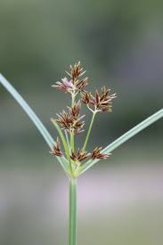 Image result for Cyperus longus
