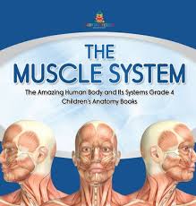 Muscle anatomy book, find out more about muscle anatomy book. The Muscle System The Amazing Human Body And Its Systems Grade 4 Children S Anatomy Books Hardcover Mcnally Jackson Books