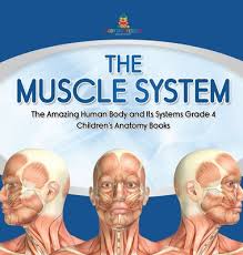 By clicking submit below, you consent to allow visible body to store and process the personal information submitted above to provide you the content requested. The Muscle System The Amazing Human Body And Its Systems Grade 4 Children S Anatomy Books Hardcover Mcnally Jackson Books