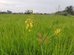 Image result for Eulophia angolensis