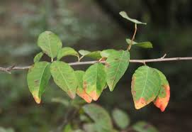 Image result for Spirostachys