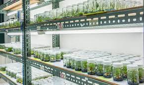 Check spelling or type a new query. Tissue Culture Equipment A Concise Guide Plant Cell Technology Your Partner In Plant Tissue Culture