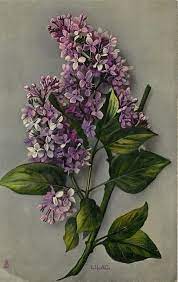 Pin By Gina Jungmann On Vintage Flower Painting Vintage Flowers Lilac Flowers
