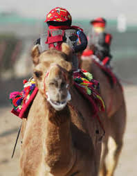 The dromedary or one hump could average about 30 miles per day. Robo Jockey Camel Riders