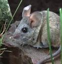 Cactus Mice Test Positive for Hantavirus, First Local Detection of ...
