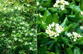 Image result for Pittosporum tobira