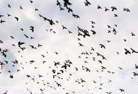 I have been posting my photos on panoramio which. Birds Flying Group Of Free Photo On Pixabay