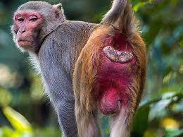 Why are the testes of a gorilla so small? Do Men Have The Balls For Promiscuity Psychology Today