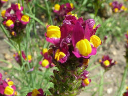 10% discount for orders of 1 lb or more. California Native Plants List The Arboretum