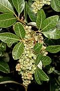 Image result for Searsia tomentosa