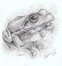 Pretty Tree Frog By Carriephlyons On Deviantart Frog Drawing Pencil Drawings Of Animals Tree Frogs