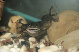 The word xenopus means strange foot and laevis means smooth. African Clawed Frog Care Guide Diet Lifespan Tank Mates