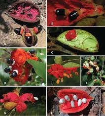 Check spelling or type a new query. A Revision Of Xylopia L Annonaceae The Species Of Tropical Africa