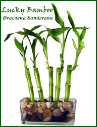 Lucky bamboo likes warm temperatures, in the 65° to 90°f range. Lucky Bamboo Plant Dracaena Sanderana Meaning And Symbolism