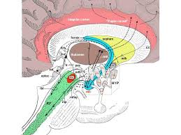 .of the deep cerebellar nuclei in the monkey, with observations on the brainstem projections of the dorsal column nuclei. Functional Anatomy Of The Hypothalamus And Pituitary Endotext Ncbi Bookshelf
