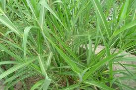 What to use to control johnson grass in soybeans? Johnson Grass Weed Identification Brisbane City Council