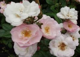 This summer garden standout is aptly named with creamy white and blush pink petals that hold their color and won't fall until the entire bloom cluster is spent. Perennial Blush Rambler Garden Roses Pococks Roses The Cornish Rose Company