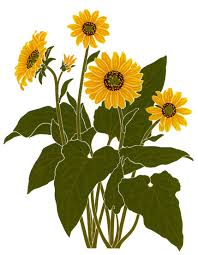 Image result for Swertia brownii