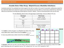 Dihybrid crosses so far, all of the punnett square problems you have been solving have involved only one trait, otherwise called a monohybrid cross. Dihybrid With Punnett Squares Handout Made By Amoeba Sisters Visit The Website To Download The Pdf Genetics Activities Dihybrid Cross Teaching Biology