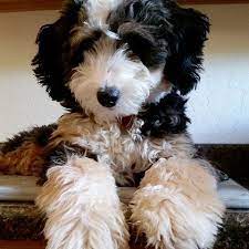 Bernese mountain dog mixes are friendly, family dogs that love children. Image Result For Bernedoodle Bernedoodle Poodle Puppy Standard Poodle Puppy