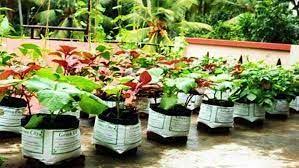 If Anyone Wants To Do Organic Terrace Gardening Chandigarh Than Our Home Terrace Farming Chandigarh Company Is One Of The Terrace Farming Garden Seeds Plants