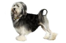 Havanese puppies, havanese puppies for sale on our site come from the most responsible dog breeders that cater to the love of this breed, feel free havabea puppy havabea puppy havanese x beagle, super sweet, well socialized puppies. Lowchen Puppies For Sale In Jacksonville Florida Adoptapet Com