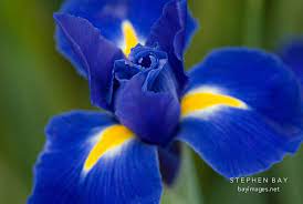 Photo Dutch Iris Blue Ribbon Blue Iris Flowers Iris Flowers Dutch Iris