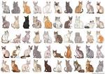 Cat Breeds List - Search 60+ cat breeds with pictures