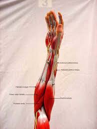They span the entire length of the vertebral column, extending from the cranium﻿ to the pelvis﻿. Forearm Lateral View Arm Muscles Anatomy Human Body Muscles