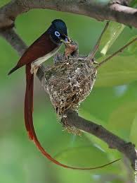 Pin On Birds