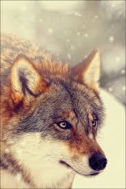 للسيد فائد ذيب faed@tzafonet.org.il 0506705112. ØµÙˆØ± Ø°Ø¦Ø¨ Ø§Ø¨ÙŠØ¶ Ø®Ù„ÙÙŠØ§Øª Ø§Ù„Ø°Ø¦Ø¨ Ø§Ù„Ø§Ø¨ÙŠØ¶ Ùˆ Ø§Ù„Ø§Ø­Ù…Ø± Wolf Ø§Ù„Ø¥Ø¨Ø¯Ø§Ø¹ Ø§Ù„ÙØ¶Ø§Ø¦ÙŠ